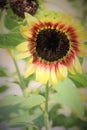 Ring of fire yellow and red sunflower with brown eye