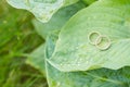 Ring of gold in a green leave. Two golden wedding rings on big leave background. Selective focus. Copy space. Wedding Royalty Free Stock Photo