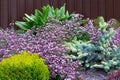 Fowering groundcover Gypsophila muralis on alpine hill.Ground cover plants for spring garden.Purple, yellow, blue, green color Royalty Free Stock Photo