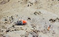 Ring-legged Fiddler Crab - Uca Annulipes - on Sandy Beach - Andaman & Nicobar Islands, India Royalty Free Stock Photo