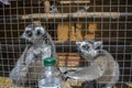 The ring lemur reaches for the bottle of water.