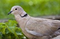 Ring neck or Collared Dove. Royalty Free Stock Photo