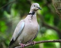 Ring Neck or Collared dove. Royalty Free Stock Photo