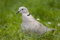 Ring neck Dove. Royalty Free Stock Photo
