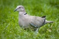 Ring neck Dove. Royalty Free Stock Photo