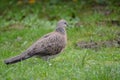 Ring Neck Dove on Lawn Royalty Free Stock Photo