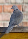 Ring Neck Dove Royalty Free Stock Photo