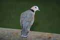 Ring neck Dove on a wooden pole Royalty Free Stock Photo