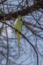 A Ring Neck Parakeet on a Tree Branch Royalty Free Stock Photo