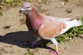 The Ring-necked or Cape Turtle Dove is the commonest and most widely spread of the African dove family. It has adapted to survive Royalty Free Stock Photo