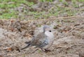 Preening cape turtle-dove isolated Royalty Free Stock Photo