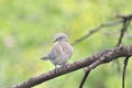 Ring necked dove baby Royalty Free Stock Photo
