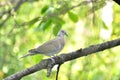 Ring necked dove baby isolated Royalty Free Stock Photo