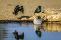 Cape Glossy Starling in Kgalagadi transfrontier park, South Africa Royalty Free Stock Photo