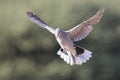 Ring-necked dove in flight on a soft green background in early m Royalty Free Stock Photo