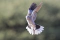 Ring-necked dove in flight on a soft green background in early m Royalty Free Stock Photo