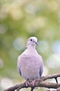 Ring-necked dove isolated Royalty Free Stock Photo