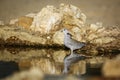 Ring-necked Dove in Kgalagadi transfrontier park, South Africa Royalty Free Stock Photo