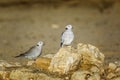 Ring-necked Dove in Kgalagadi transfrontier park, South Africa Royalty Free Stock Photo