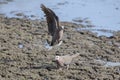 Ring-necked dove landing at a muddy pool to drink water with com Royalty Free Stock Photo