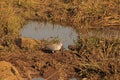 RING NECKED DOVE AT POOL OF WATER Royalty Free Stock Photo