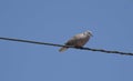 Ring Necked Dove Royalty Free Stock Photo