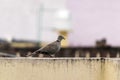 A Ring-Necked Dove Royalty Free Stock Photo