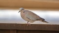 Ring-necked Dove Royalty Free Stock Photo