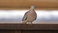 Ring-necked Dove Royalty Free Stock Photo