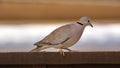 Ring-necked Dove Royalty Free Stock Photo