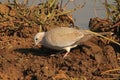 RING NECKED DOVE AT THE SIDE OF A POOL OF WATER Royalty Free Stock Photo