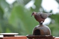 The ring-necked dove (Streptopelia capicola) Royalty Free Stock Photo