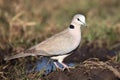 The ring-necked dove Streptopelia capicola, also known as the Cape turtle dove sitting on the ground Royalty Free Stock Photo