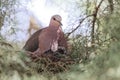 Ring-necked dove Streptopelia capicola on the nest. Royalty Free Stock Photo