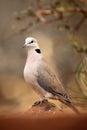 The ring-necked dove Streptopelia capicola or the Cape turtle dove or half-collared dove sitting on the stone