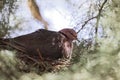 Ring-necked dove Streptopelia capicola on the nest. Royalty Free Stock Photo