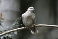 Ring-necked Dove, Streptopelia capicola, perched Royalty Free Stock Photo