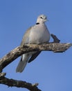 Ring-necked Dove Streptopelia capicola