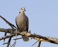 Ring-necked Dove Streptopelia capicola Royalty Free Stock Photo