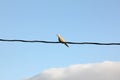 Ring-necked dove on a wire Royalty Free Stock Photo