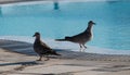 Ring necked Doves Royalty Free Stock Photo