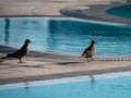 Ring necked Doves Royalty Free Stock Photo