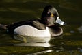 Ring Necked Duck