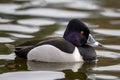 Ring-necked duck Aythya collaris male swimming with its reflection on a Canadian lake Royalty Free Stock Photo