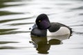 Ring-necked duck Aythya collaris male swimming with its reflection on a Canadian lake Royalty Free Stock Photo