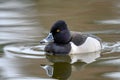 Ring-necked duck Aythya collaris male swimming with its reflection on a Canadian lake Royalty Free Stock Photo