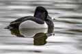 Ring-necked duck Aythya collaris male swimming with its reflection on a Canadian lake Royalty Free Stock Photo