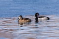 A pair of Ring-necked ducks, a male and a female, swimming together in an icy lake in Wintertime Royalty Free Stock Photo