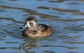 Ring-necked Duck Hen Royalty Free Stock Photo