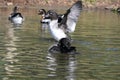 Ring-necked Duck And Other Wildfowl Swimming Wetlands In UK